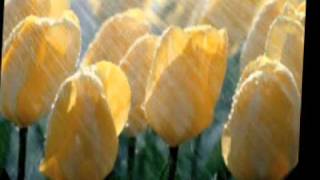 ELOY THE SUN SONG. beauty of sunrise