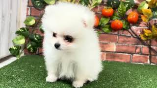 ポメラニアンの動画01