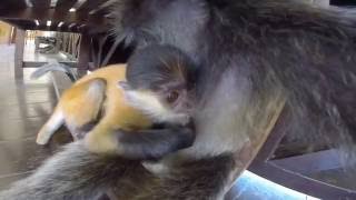 HD BORNEO Silver leaf monkeys