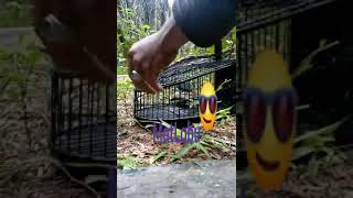 Download lagu Murai buluh- mat labu xjupe lwn- suara nyaring mp3 Download lagu Murai buluh- mat labu xjupe lwn- suara nyaring mp3