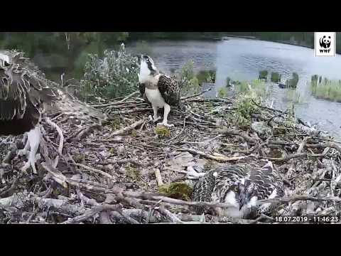 Sääksenpoikanen nousee ilmaan