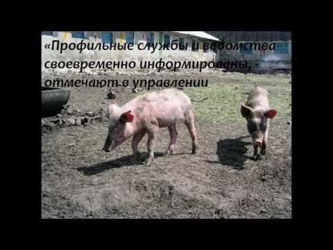 Африканская чума Аркадакский район 13.07.2016