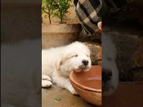 JADE Mast apnay Sonay Mai 😄#puppy #dogfunnyvideos #funny #puppylove #puppies #dog #sleep #jade #fun