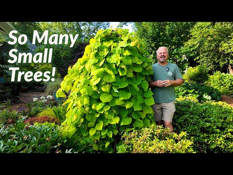 50 Best Small Trees That Transform Any Garden