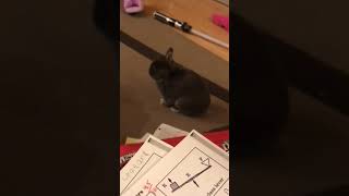 Naughty bunny throws a bunny temper tantrum