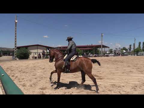 1 Fase Doma Vaquera CH Zahorí Gonzalo Estebanez