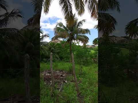 Sítio Água Fria. #paisagemnatural #natureza #nordeste #sertão #agua #sitio #rocha #paraiba #Trilhas