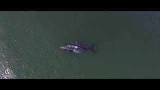 Jeffreys bay Whale watching