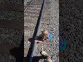 Train Hopping Explore Trains Railroad Hiking Outdoors Travel Getoutside Diesel Amtrak Fun