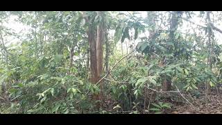 Download lagu Laman merbah lekir mp3 Download lagu Laman merbah lekir mp3