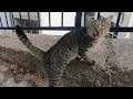 Tabby Cat Meowing Loudly Because She Is So Hungry