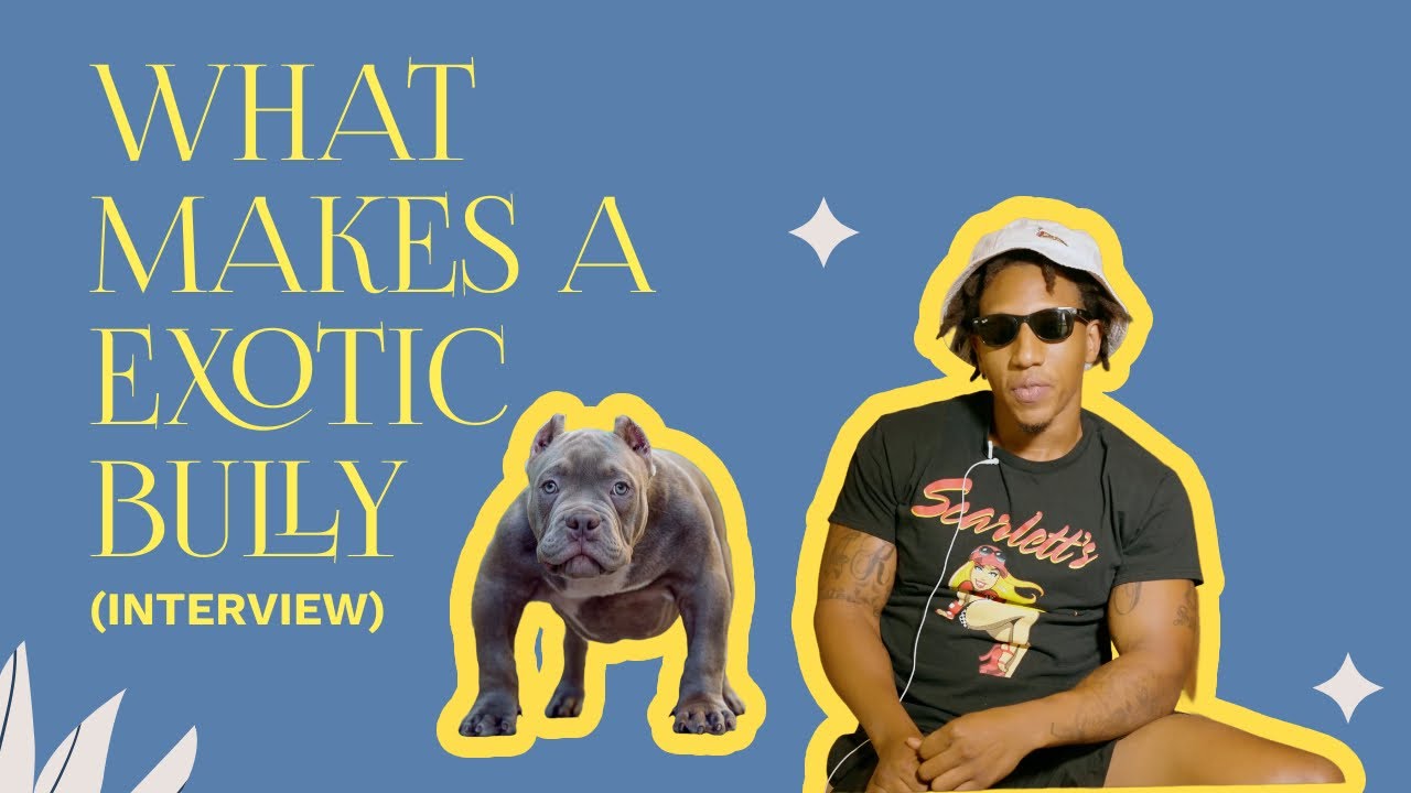 WHAT MAKES A EXOTIC BULLY?