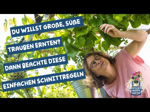 , title : 'Sommerschnitt an Weinreben - für große, süße Trauben und gesunde Blätter'