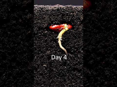 Have you ever seen a seed germinate in the soil? #timelapse  #macro  #nature