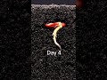 Have you ever seen a seed germinate in the soil? #timelapse  #macro  #nature