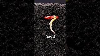 Have you ever seen a seed germinate in the soil? #timelapse  #macro  #nature