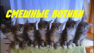 Смешные коты и кошки. Приколы с котиками.