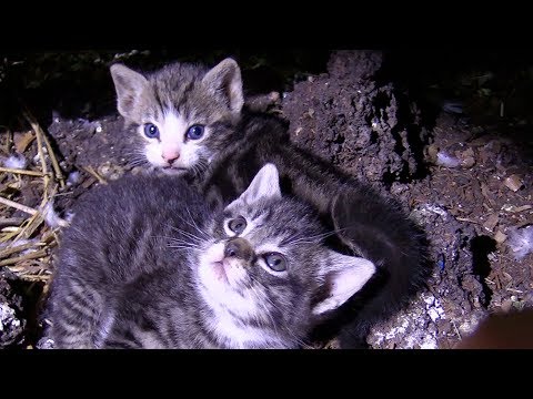 60+ Cats/Kittens Rescued from Farm Hoarding Situation