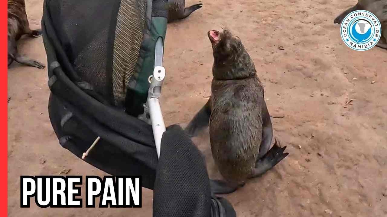 He Felt the Release: A Heartbreaking Rescue