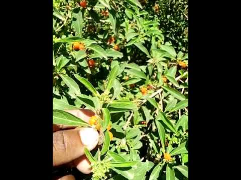 Small amaizing forest fruits