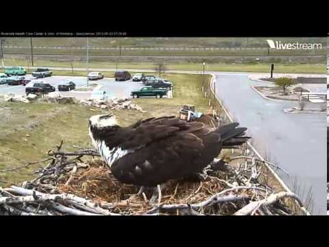 Video2013-05-03_092704 ~ HELLGATE MATING AND POSSIBLE SECOND EGG