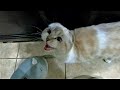Hungry Scottish Fold Kitten Meows Loudly