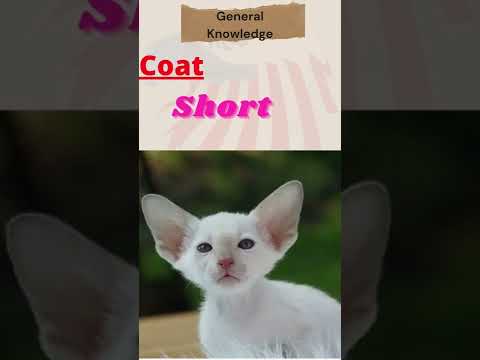 Cat Breed Information of Devon Rex Cat