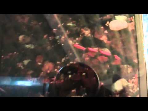 Jo kesäkuun 5 päivä