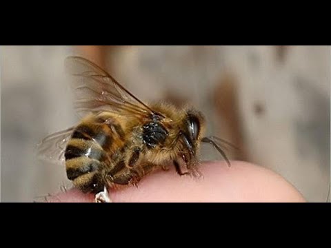 , title : 'لدغات النحل علاج لخشونة المفاصل'