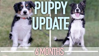 Puppy Training Goals - The Good, The Bad And The Ugly