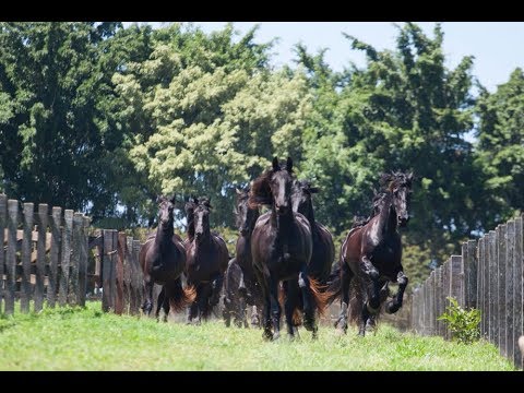 Conheça o cavalo friesian, o nobre holandês que conquista corações
