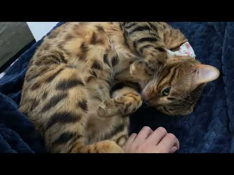 Bengal Cat grooming herself
