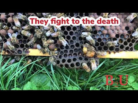 Queen bees fight to the death