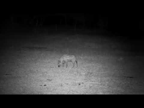 Djuma: Lone Hyena known as Ntima smelling around the pan - 21:37 - 08/28/2022