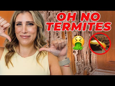 What TO DO If Your House Has TERMITES!! 🤢🤮