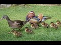 The Duck Family Wildlife Survival Instinct Nat Geo Wild
