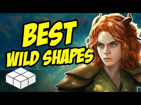 Druid Wild Shape Guide | D&D 5e