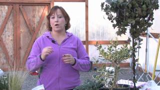 Gardening Tips : How to Prune Oleander