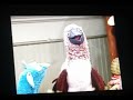 Bear In The Big Blue House Grandma Flutter S 100th Birthday Part 6