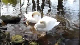 preview picture of video 'ROSPORDEN - Divers oiseaux aux abords de l'étang, à l'heure de la toilette'