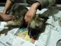 Canine Distemper Virus Infected Puppy 
