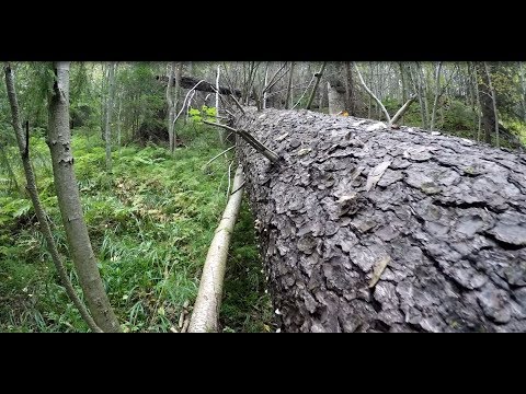 ♨️Wandern in der wilden Wildnis in Finnland-Vaarallinen luonto-Tutkimusmatka