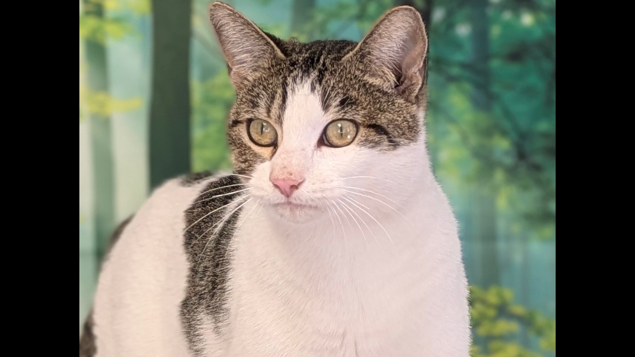 Enlarge Miss Kitty, a ADOPTABLE mixed breed in Republic, WA video 1/6