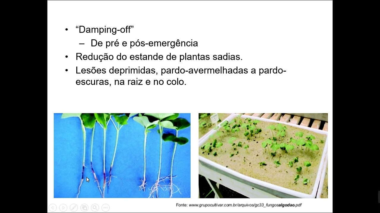 Doenças do Algodoeiro