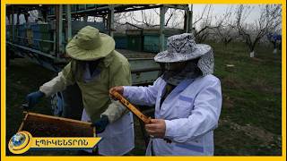 Ռոզա Ծառուկյանը Արարատյան դաշտում հետևում է մեղուների զարգացման շրջանին