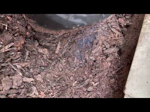 Treating for Carpenter Ants in Bridgewater, NJ