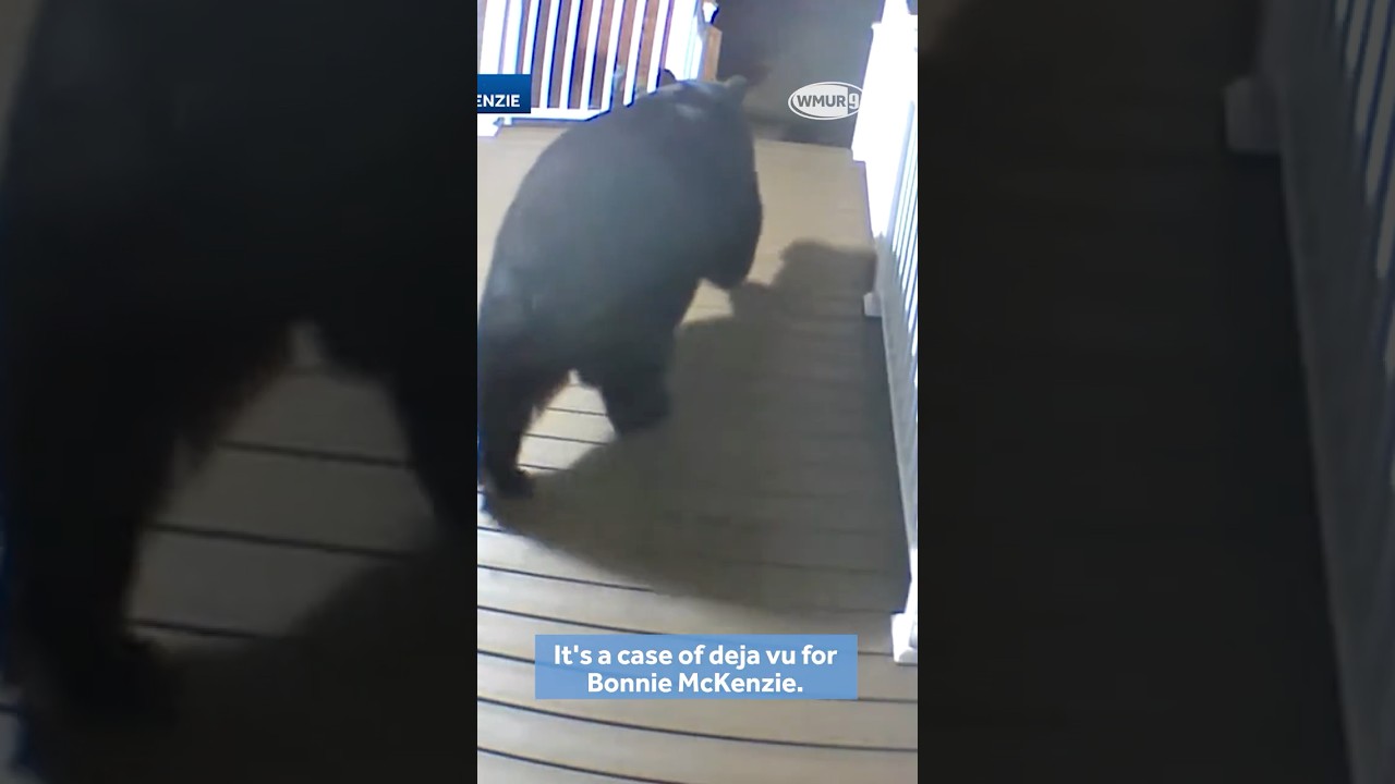 Home video: Bear seen on deck of house in Laconia, New Hampshire