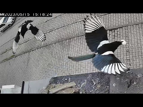 Magpie steals pigeon eggs from the nest, young bravely defends