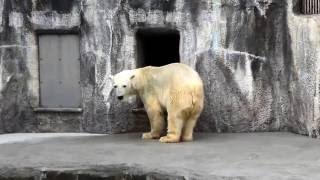 浜松市動物園のホッキョクグマ母娘　閉館時間なのに部屋に帰ろうとしないバフィン母さん(2016.06.27)