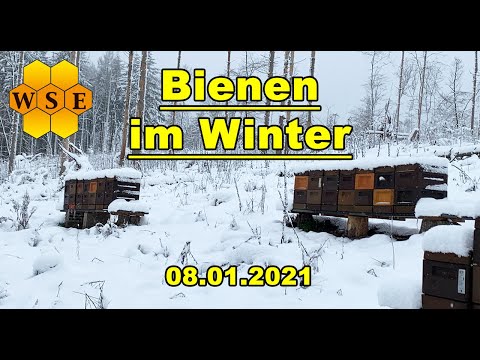 , title : 'Bienen im Winter'
